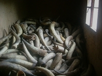 2007_11_16 Amahembe稼動後 026.jpg